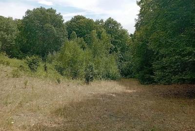 Teren de 3500 mp, în Valea Babei - 4