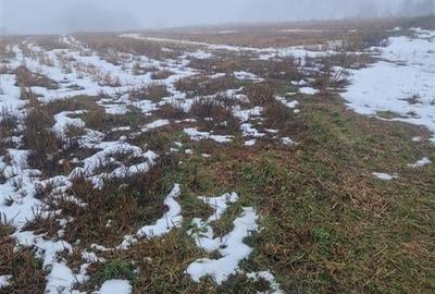 RECO, teren intravilan, Zona Sinteu, Bihor - 3