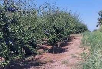 Spațiu comercial, în Gologanu - 2