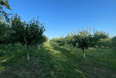 Berinta, teren intravilan, 5800 mp, 2 500€/ar -145 000€ - 2