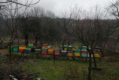 Casă în Nadăș - 6