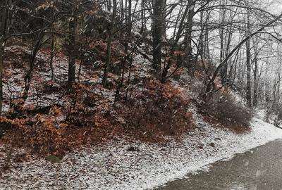 Teren de 4220 mp, în Bușteni - 4