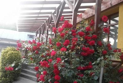 Casă cu 2 camere în Ultracentral - 5