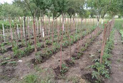 Casă cu 5 camere în Central - 4