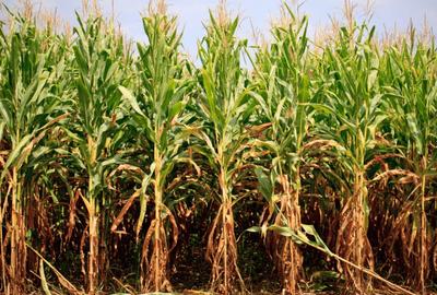 Teren agricol extravilan de 30000000 mp, în Dăbuleni - 3