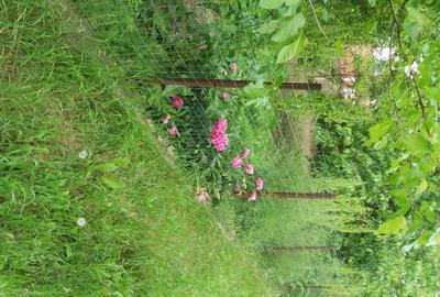 Casă cu 3 camere cu Teren 2523 Mp în Josani - 9