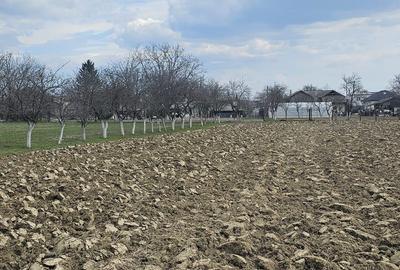 Teren de 1400 mp, în Roșu - 4