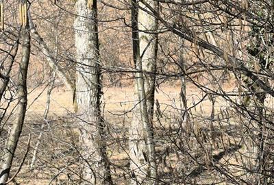 Spațiu comercial, în Petros - 6