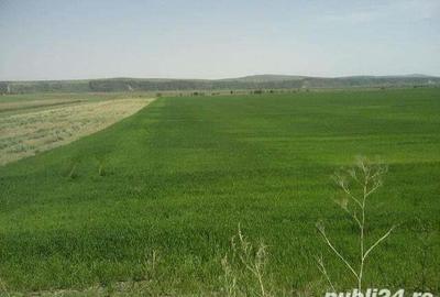 Teren de 15000 mp, în Dobreni - 2