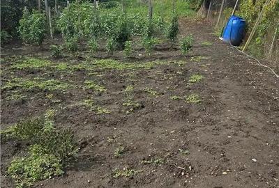 De vanzare casa in Viisoara, stradal teren generos 1265 mp - 8
