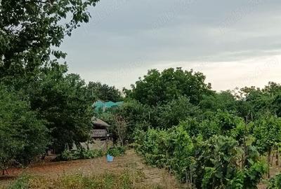 Vand proprietate cu casa batraneasca in com Leu, Dolj. - 3