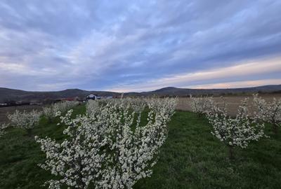 Casă cu 4 camere în Târgu Trotuș - 8