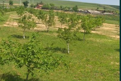 Spațiu comercial, în Docani - 7