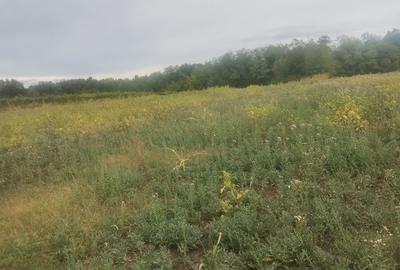 Spațiu comercial, în Poiana Lacului - 1