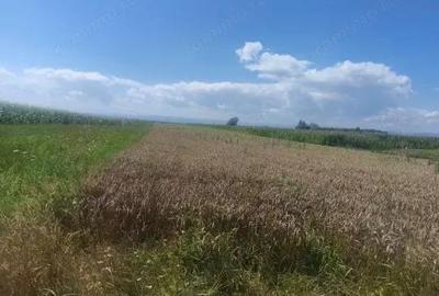 Teren intravilan, 10000mp, zona Maneuti, Radauti - 5