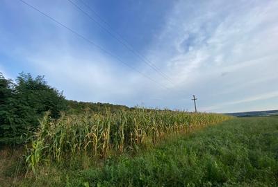 Teren de 2000 mp, în Pătrăuți - 7