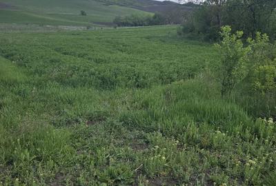 Teren de 5000 mp, în Năoiu - 7