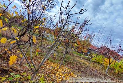 Vand casa in Recas, Timis - 7