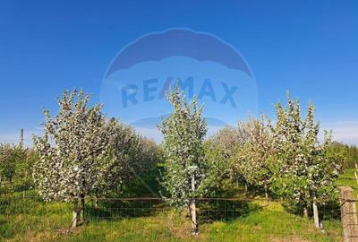 Vanzare teren Livada - Ferma Arges - Izbasesti / DN 142 l... - 5