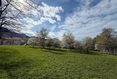 Teren Construcții intravilan de 763 mp, în Tohănița - 5