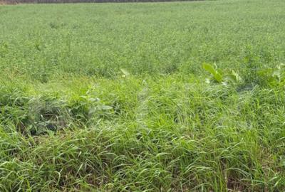 Teren intravilan, 1213 mp, front 24 ml, la ie?irea din Suce - 2