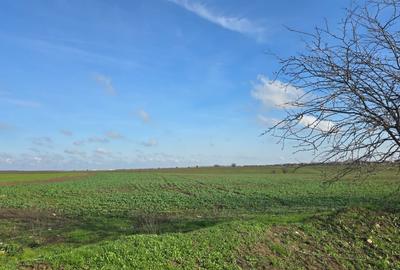 Teren Construcții intravilan de 20000 mp, în Fundeni - 5