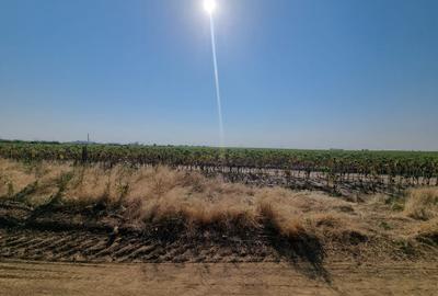 Teren de vanzare Popesti Leordeni,str Scolii - 3