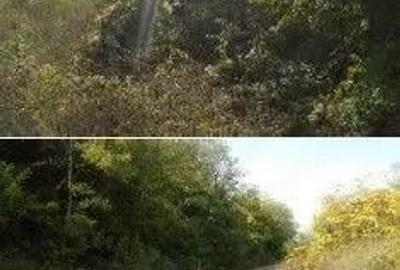 Teren extravilan Tamboesti ; ID: R2832805 - 4