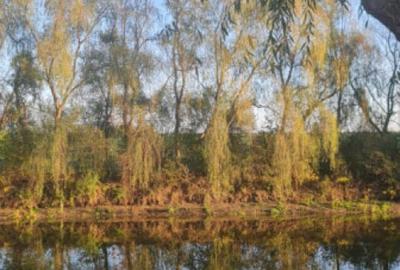 Teren INTRAVILAN SAFTICA 2545 MP - Parcelabil; deschidere 1 - 5