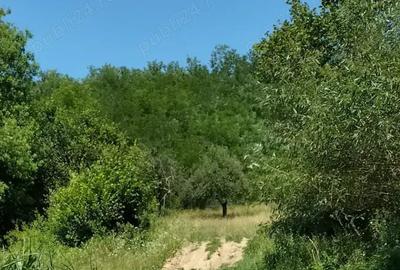 Teren de 2900 mp, în Sintești - 2