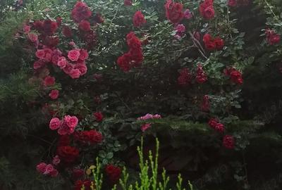 Casă cu 1 camere cu Teren 280 Mp în Olteni - 4