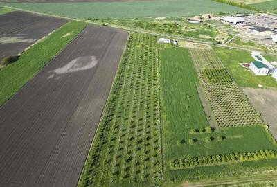 Livada de nuci ?i pruni 2.4ha in Varia?u Mare Livada de nuci ?i pruni 2.4ha in Varia?u Mare - 18