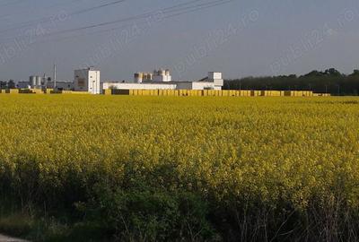 Teren de 15000 mp, în Păulești - 3
