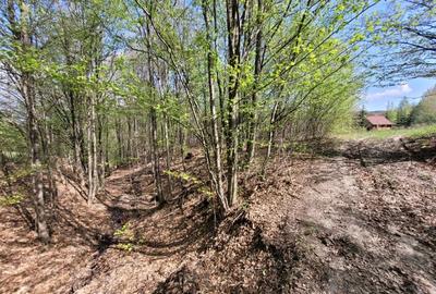 Teren de 4000 mp, în Satu Mare - 2