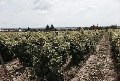 Teren de 53000 mp, în Călinești - 11