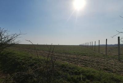 Teren în Bălăceanca - 8