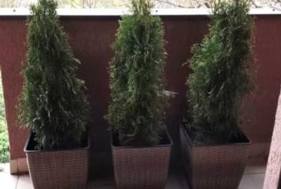 Apartament 1 camera, 40 mp, balcon, FSEGA, IULIUS MALL - 7