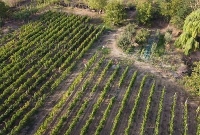 Teren intravilan Tecuci/Podgorie si Pomi Fructiferi/5000 mp - 13