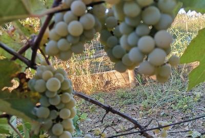 Cosereni, Ialomita - 10