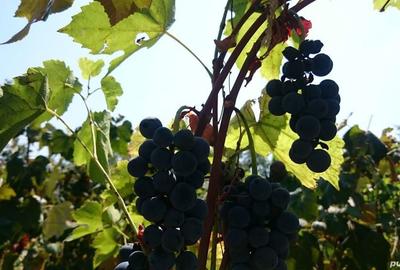 Casă cu Teren 2600 Mp în Roșiori de Vede - 3