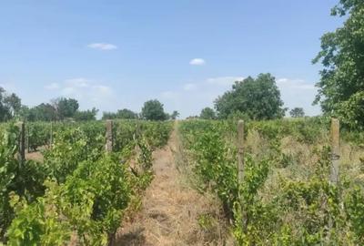 Teren de 2600 mp, în Tudor Vladimirescu