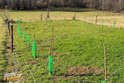 Teren agricol extravilan de 682 mp, în Nord-Est - 4