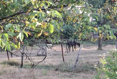 Teren spectaculos cu padure, livada si priveliste panoramica in Soimari PH - 11