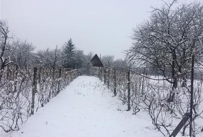 Teren de 1500 mp, în Salonta - 5