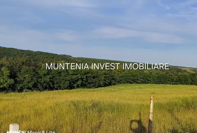 Spațiu comercial, în Moșoaia