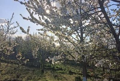 Vila 9 camere***gradina cu pomi fructiferi//1085 mp teren***Dragomiresti-Deal - 22