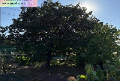 Casă individuală cu 4 camere cu Teren 1100 Mp în Valea Călugărească - 3