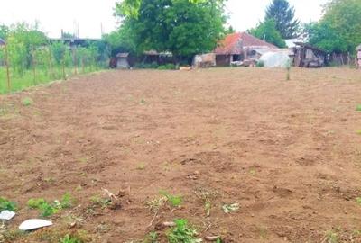 Lipia 10 minute Snagov - 3