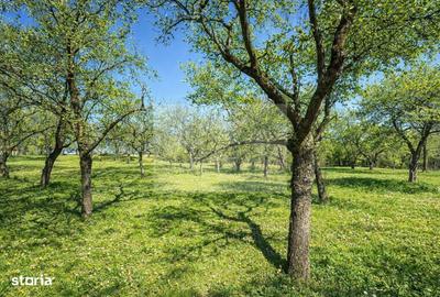 Casă cu 8 camere cu Teren 4851 Mp în Iara - 3