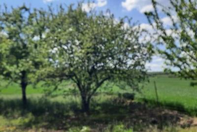 Casă cu Teren 12200 Mp în Cârlig - 3